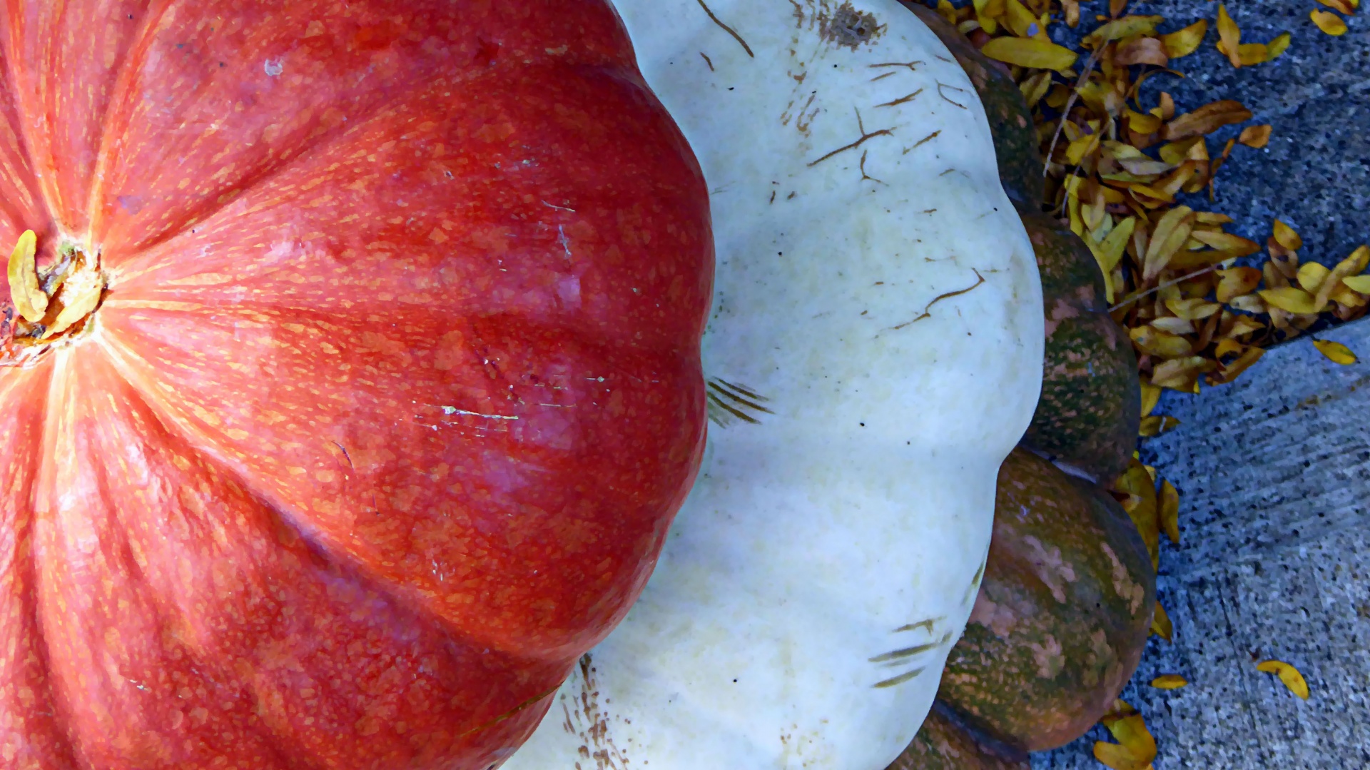 pumpkin vegetable fall free photo