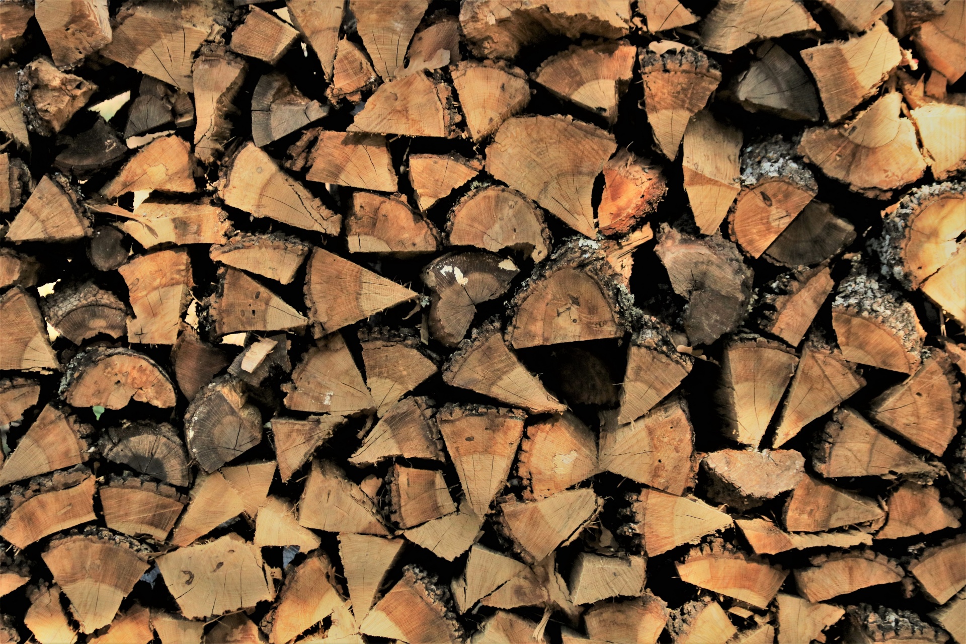 wood trees firewood free photo