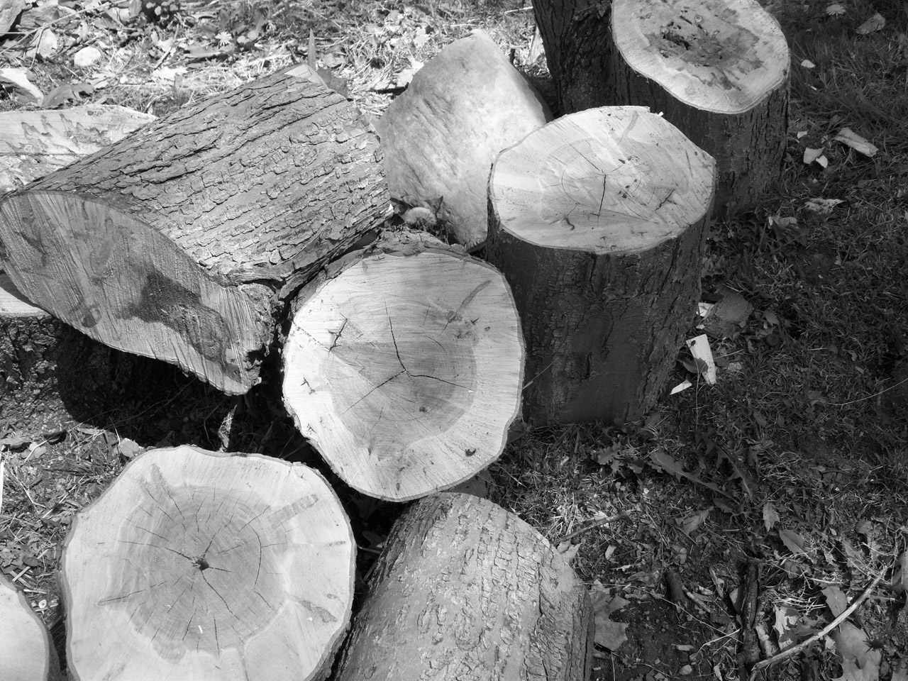 wood logs black free photo