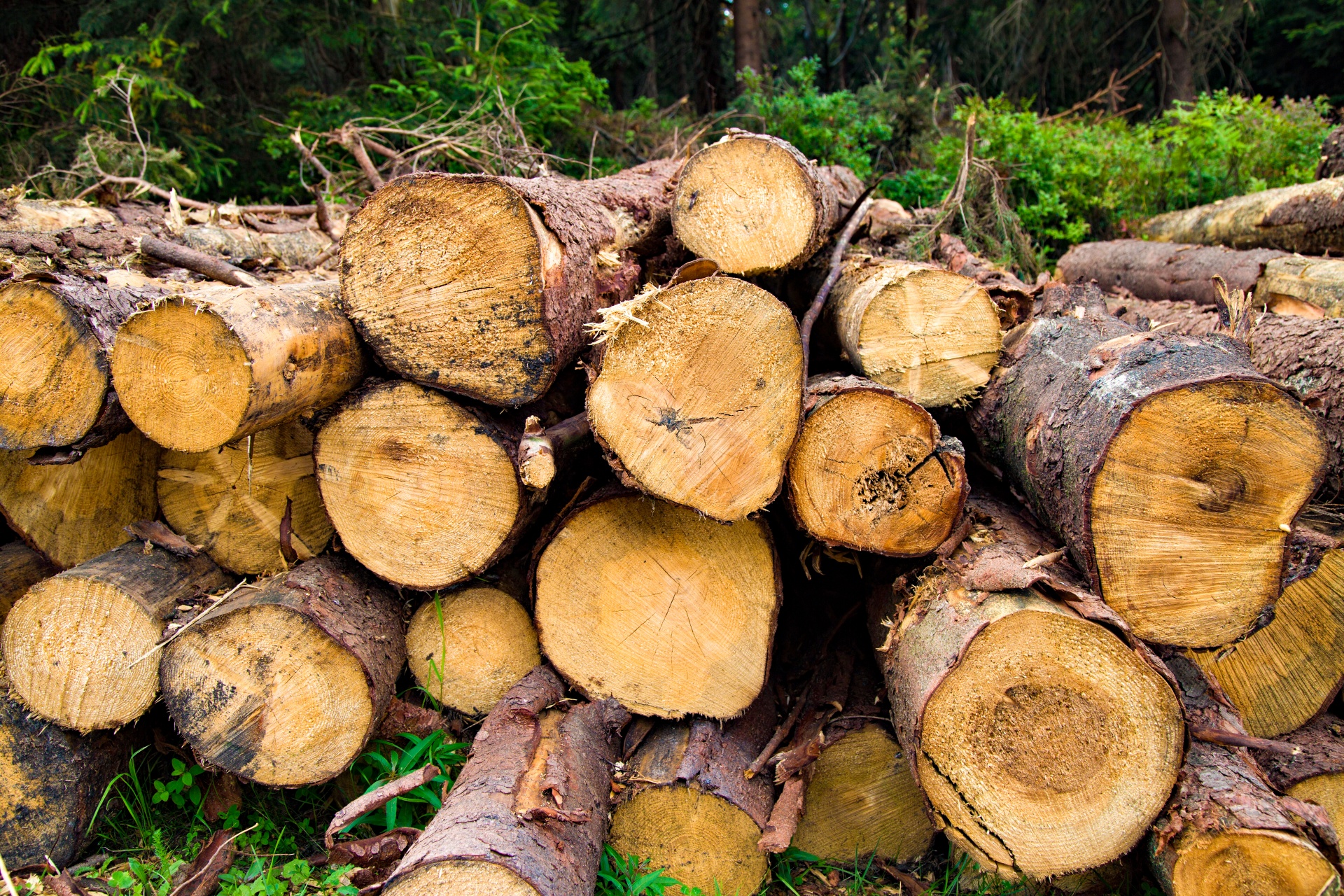 stacked wood stack free photo