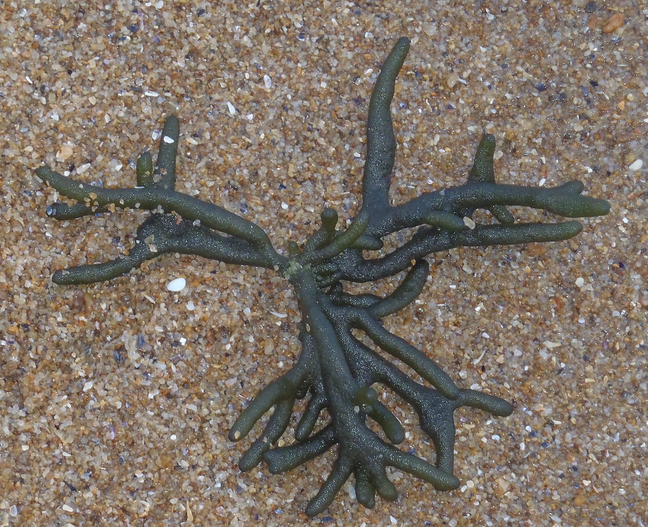 stackhouse seaweed ocean green seaweed free photo
