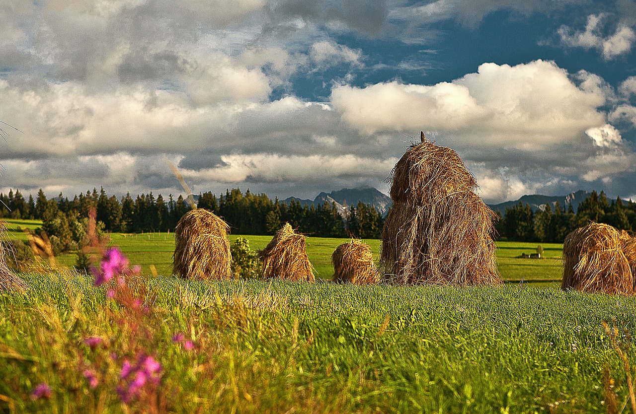 stacks hay drying free photo