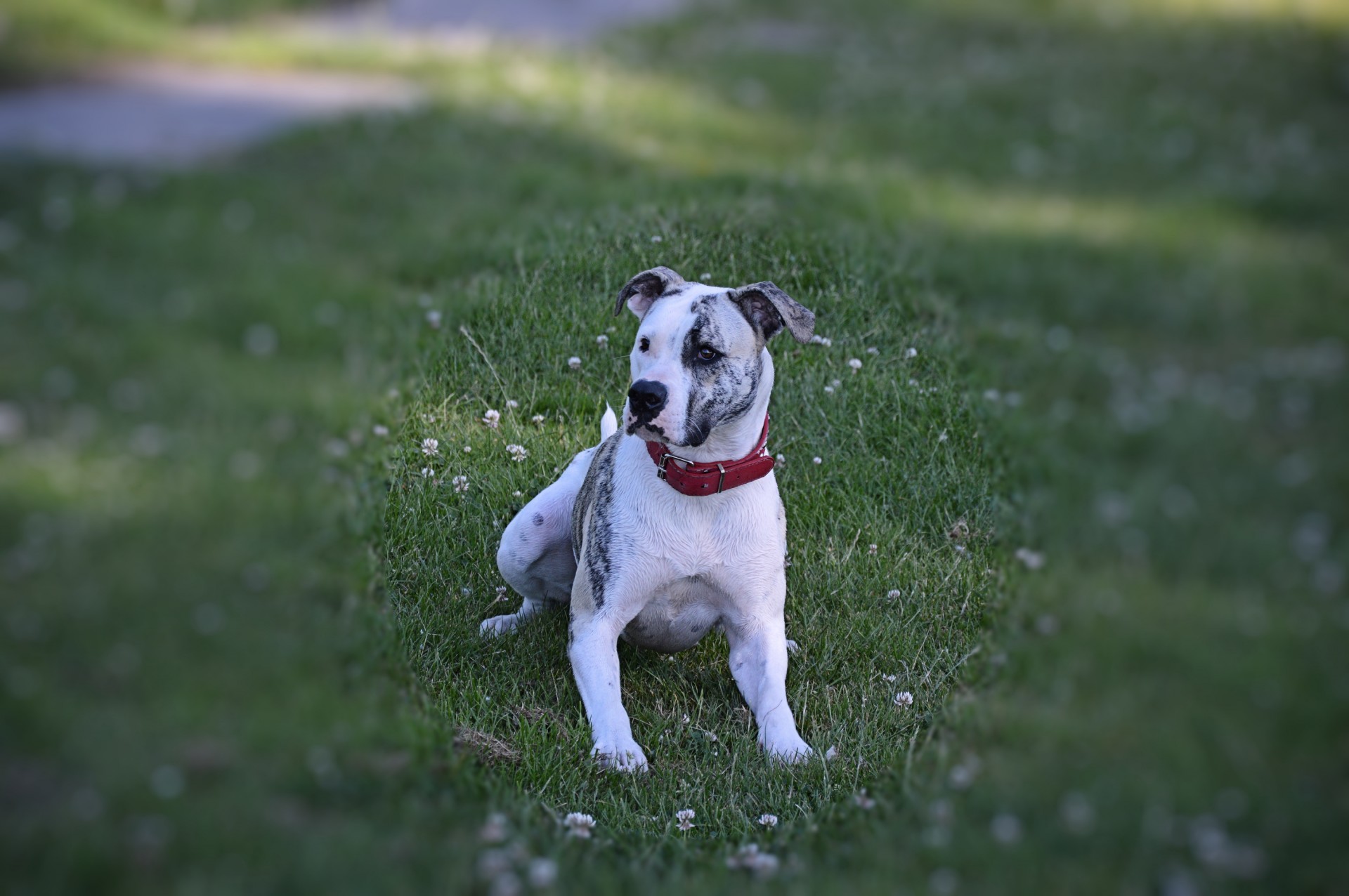 stafford park dog free photo