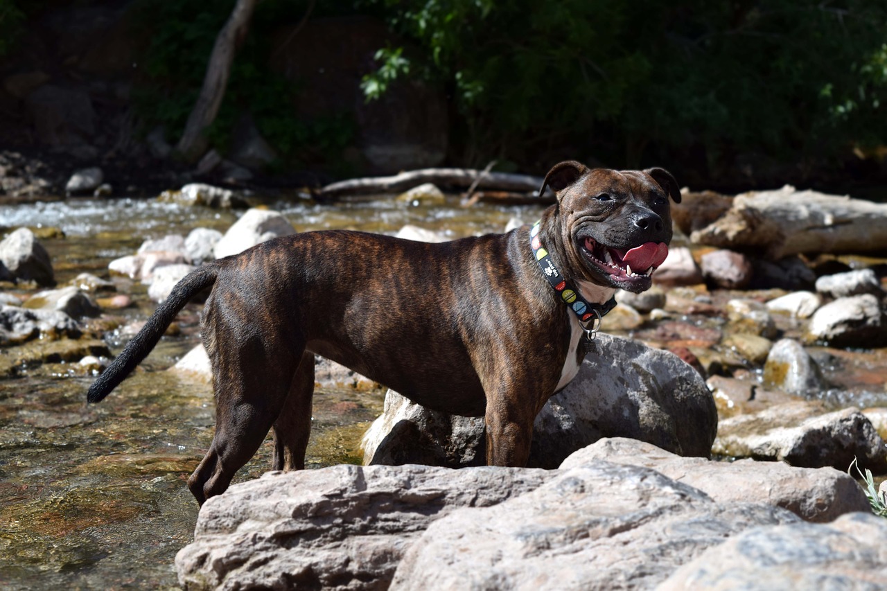 staffordshire bull terrier bull terrier brindle free photo