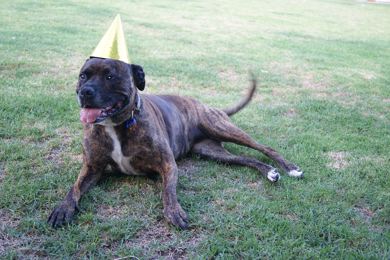 staffy dog birthday free photo