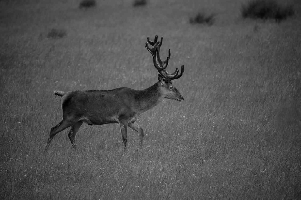 stag red deer free photo