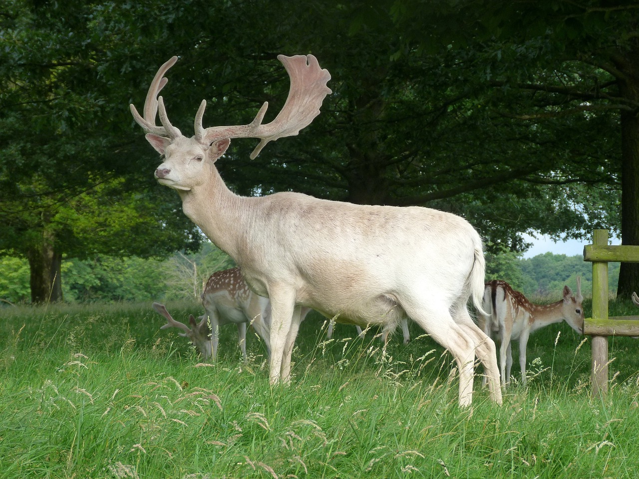 stag animal deer free photo