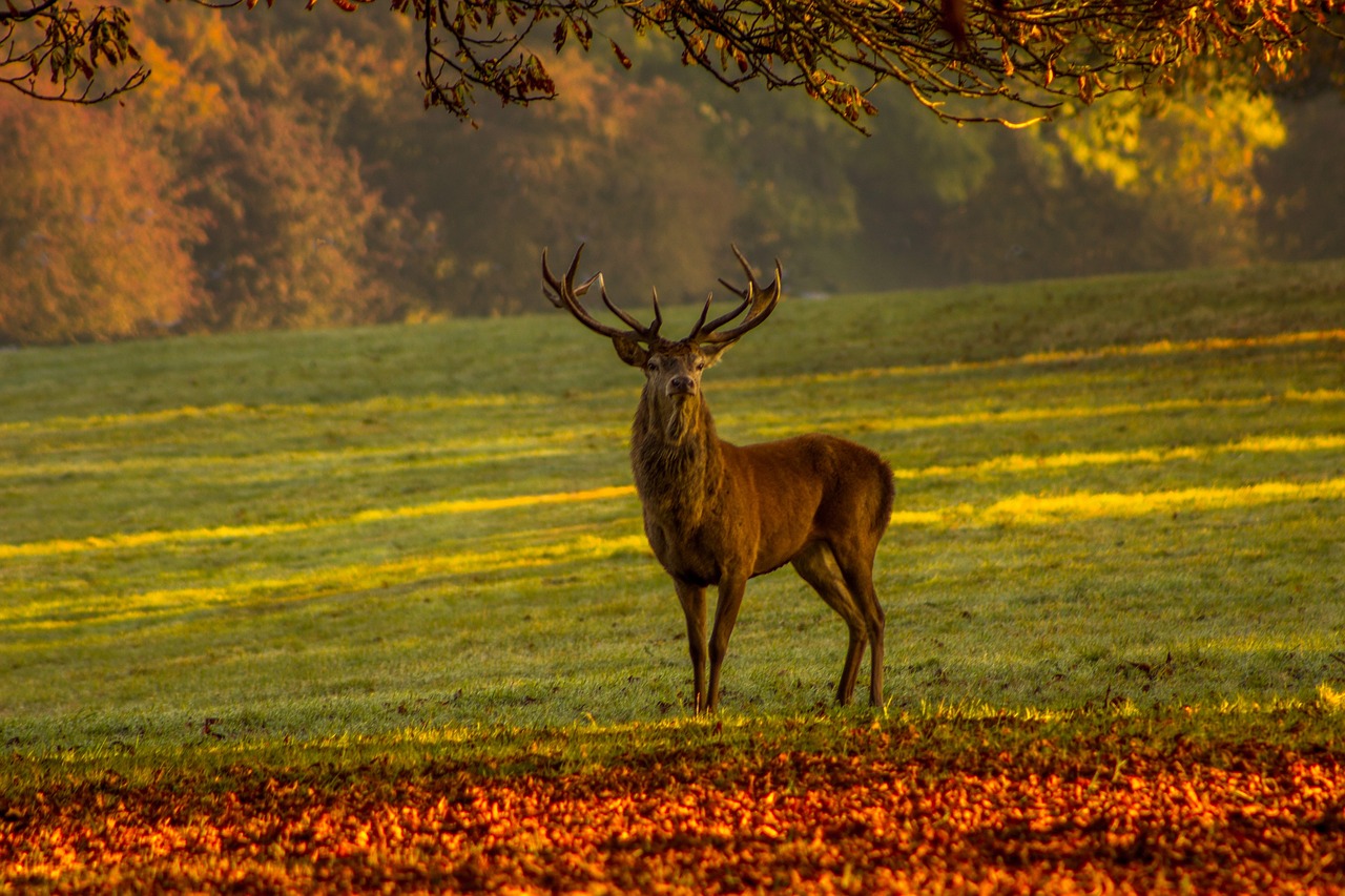 stag nature deer free photo
