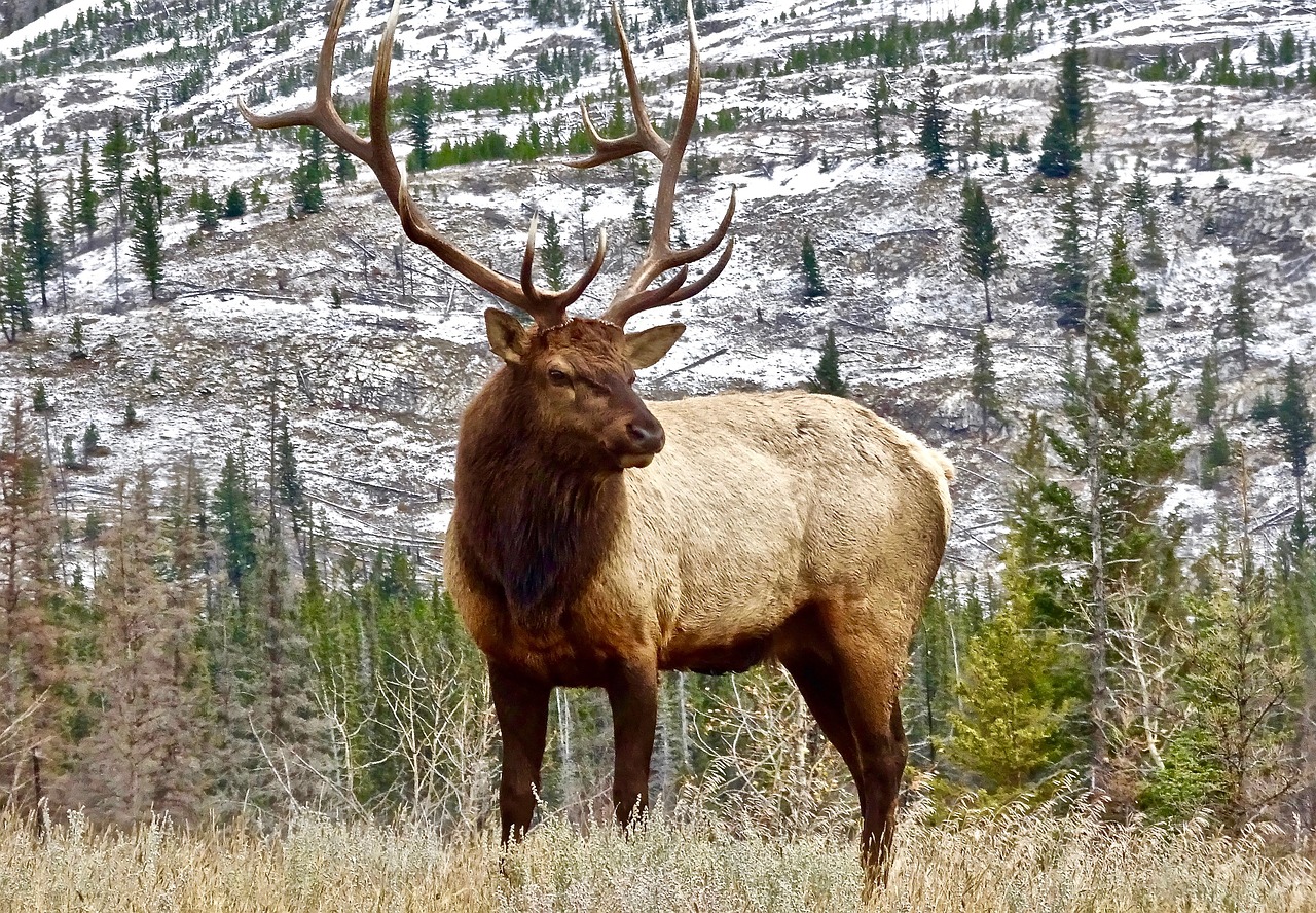 stag elk antler free photo