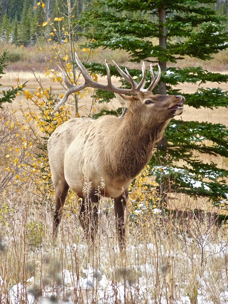 stag elk calling free photo