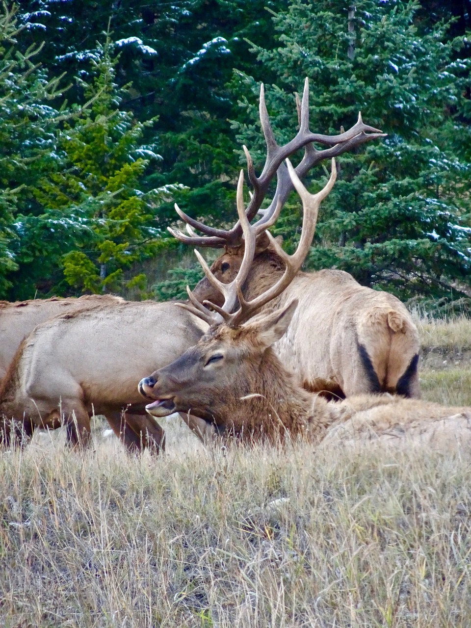 stag elk resting free photo