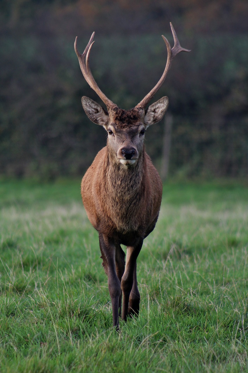 stag nature male free photo