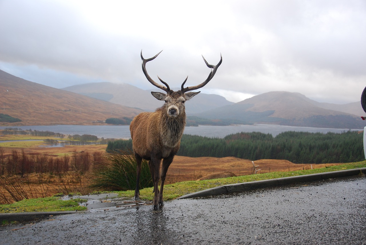 stag highlands scotland free photo