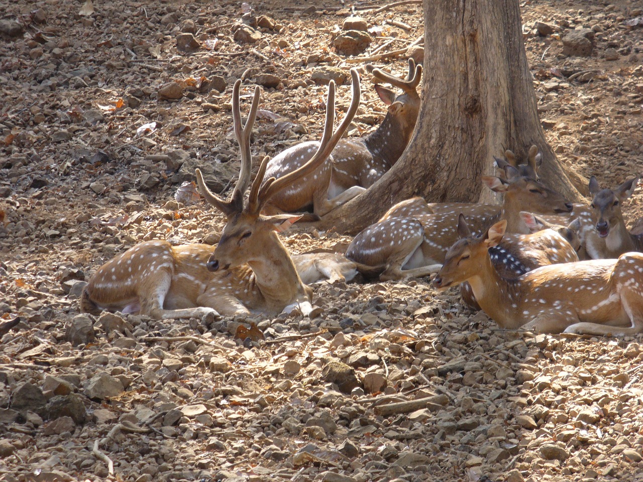 stag deer animal free photo