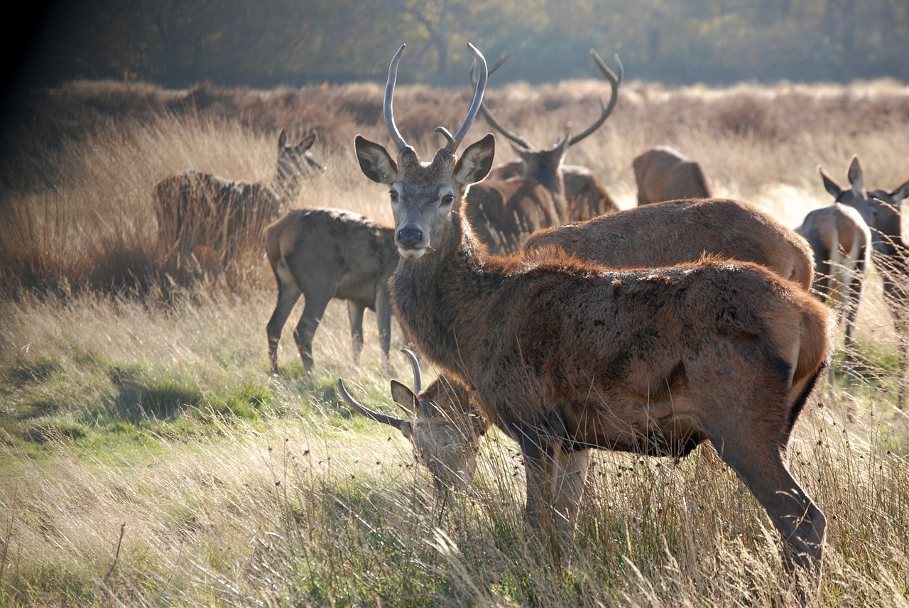 stag deer wildlife free photo