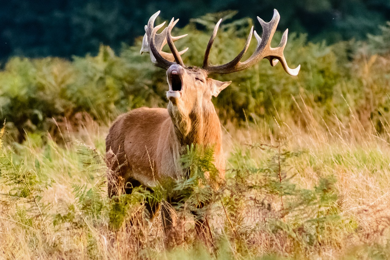 stag red deer male free photo