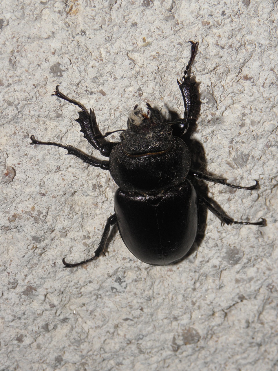 stag beetle beetle forest free photo