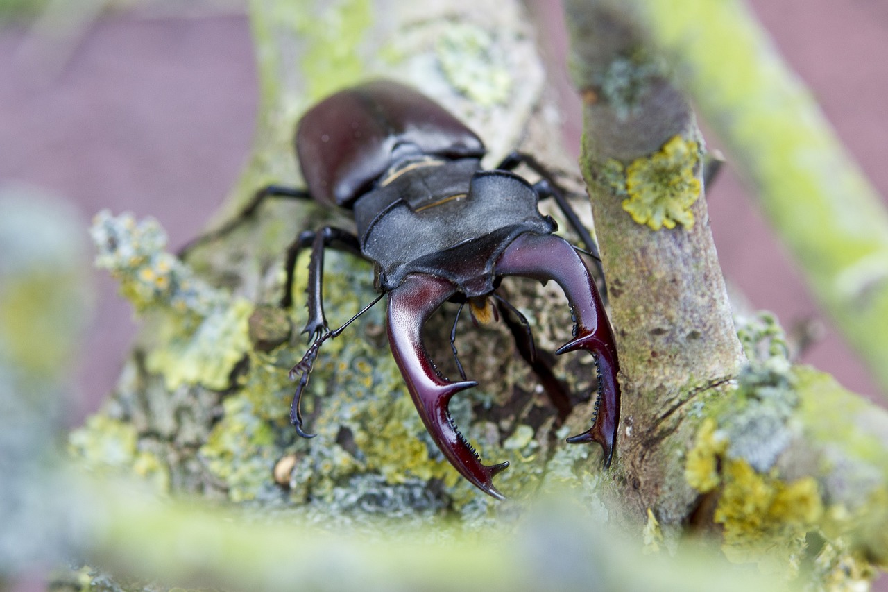 stag beetle insect beetle free photo