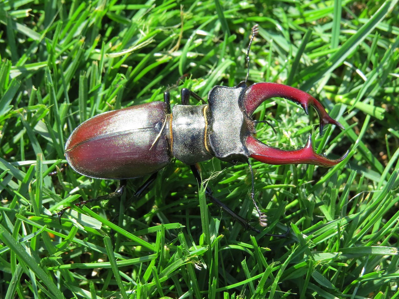 stag beetle insect meadow free photo
