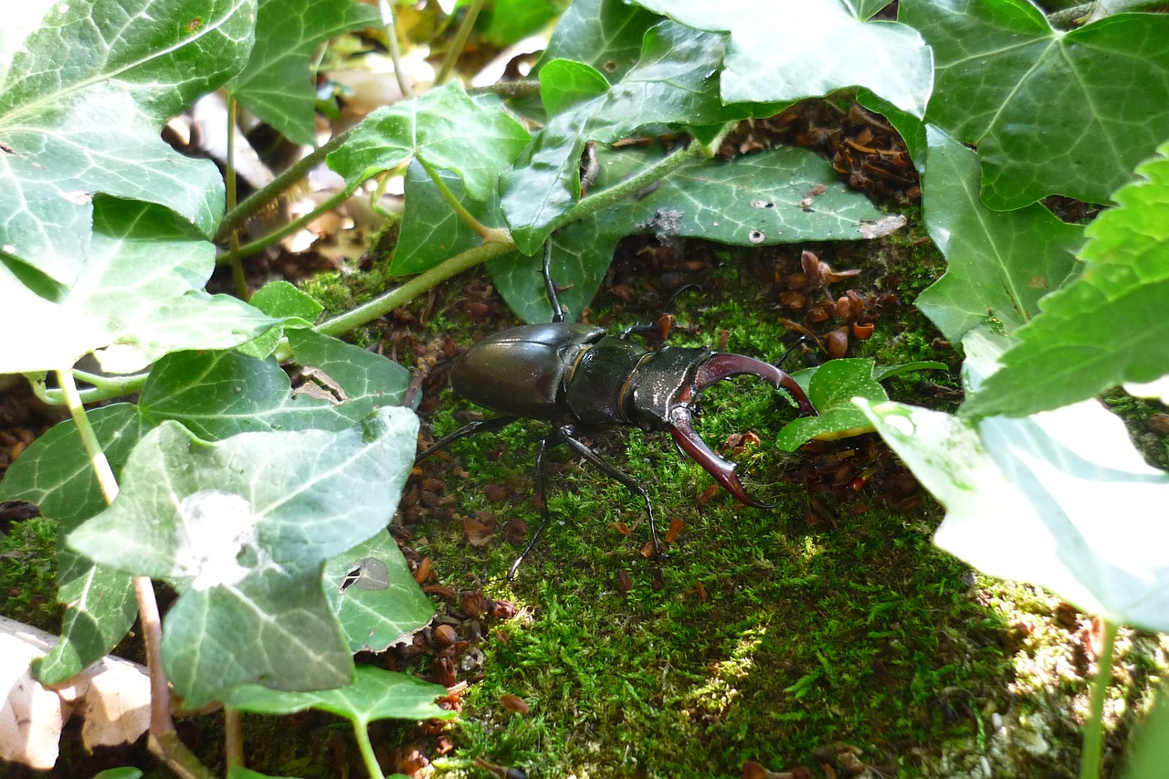 stag beetle insect beetle free photo