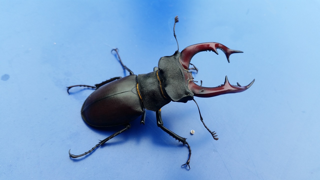 stag-beetle bug beetle free photo