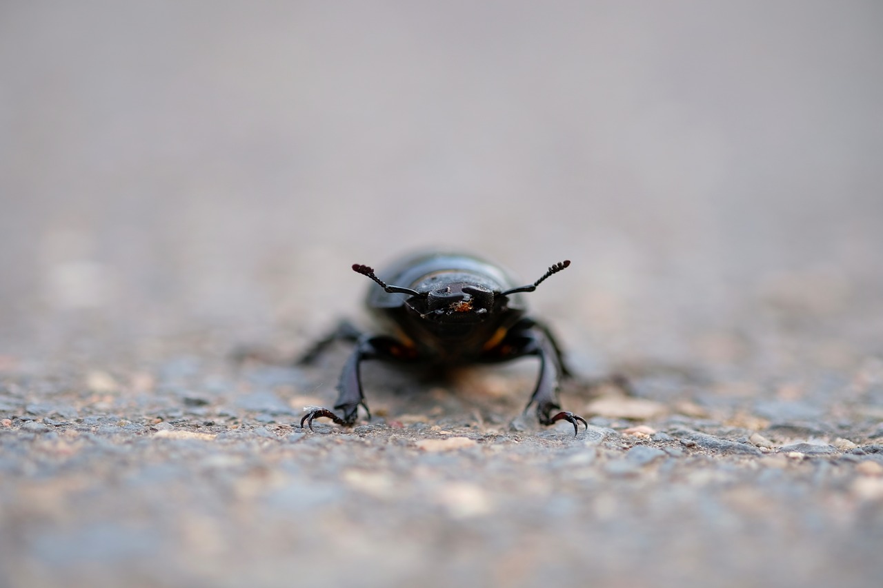 stag beetle beetle insect free photo