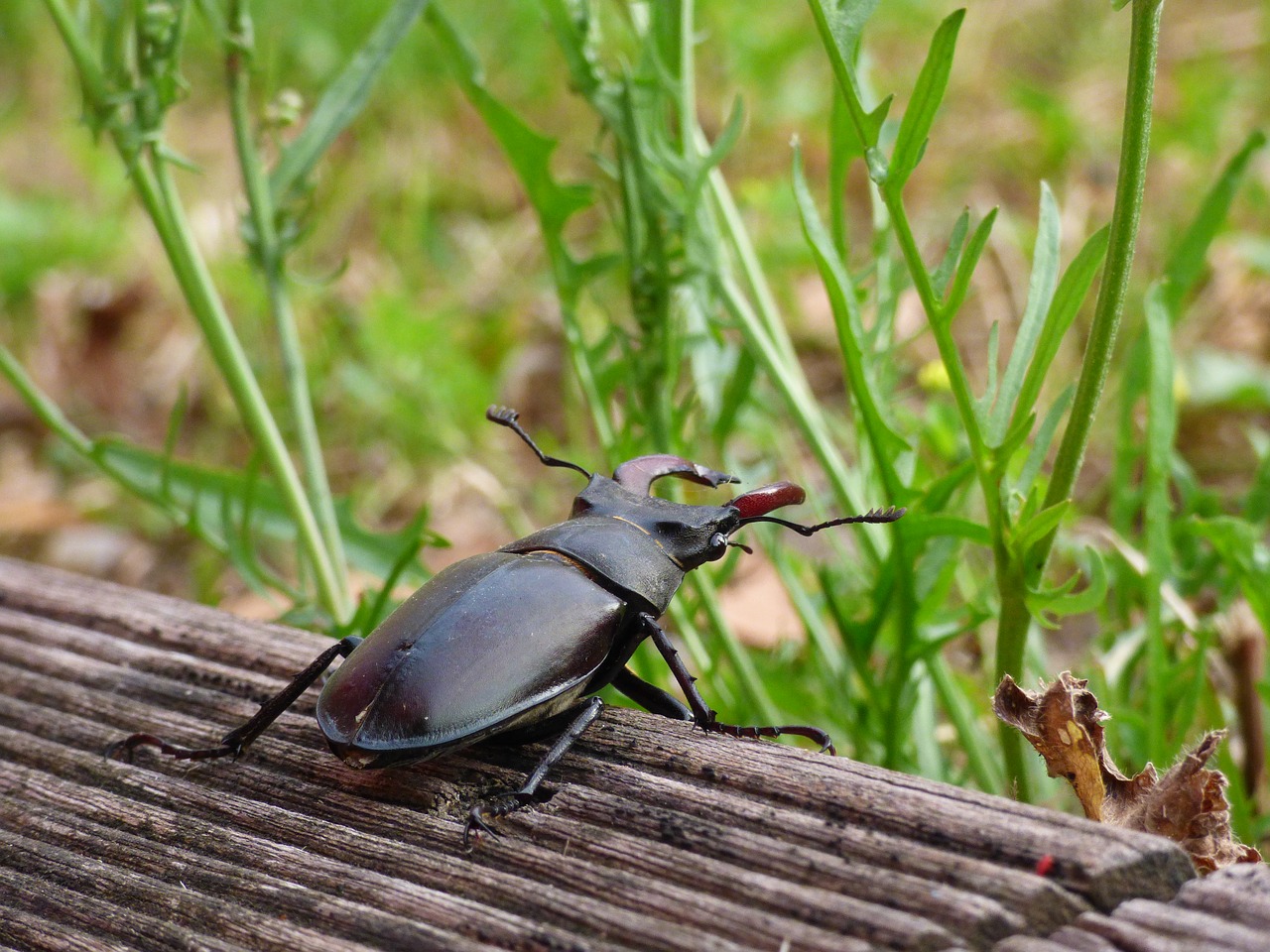 stag beetle  insect  wild free photo
