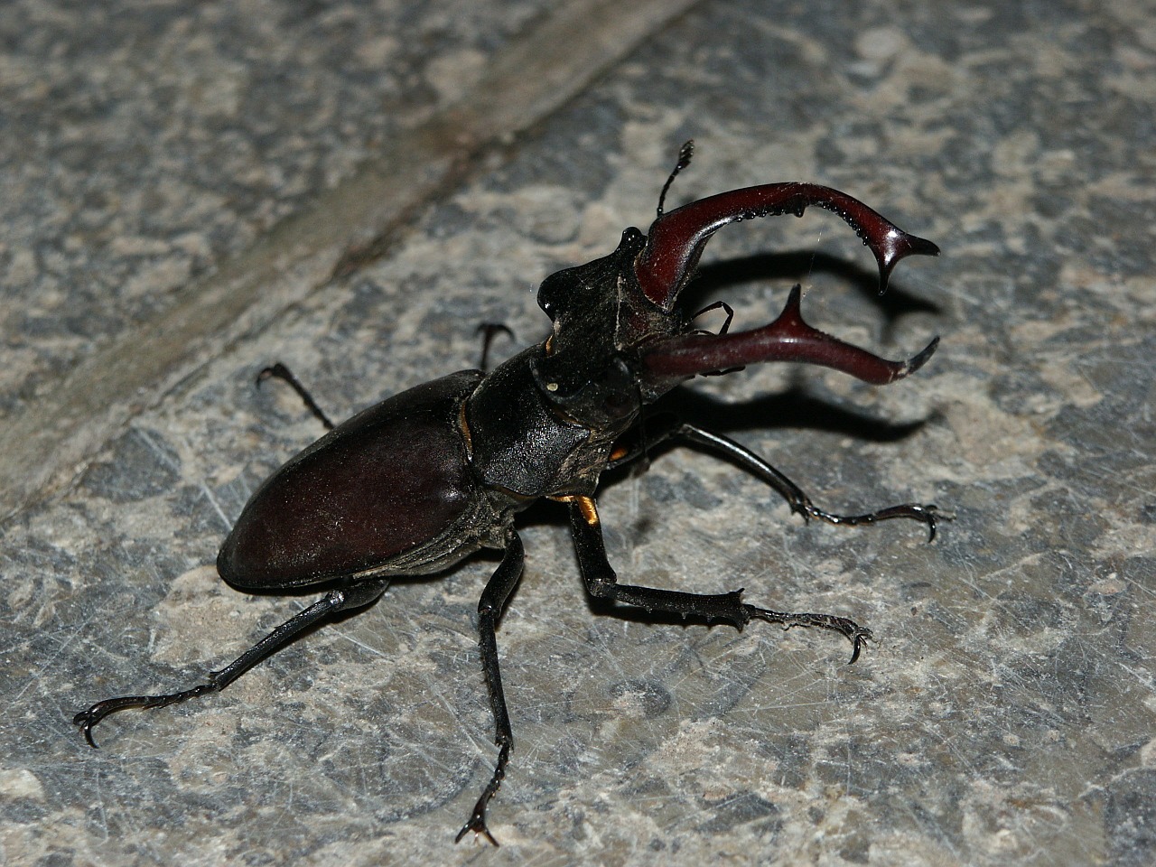 stag beetle beetle insect free photo