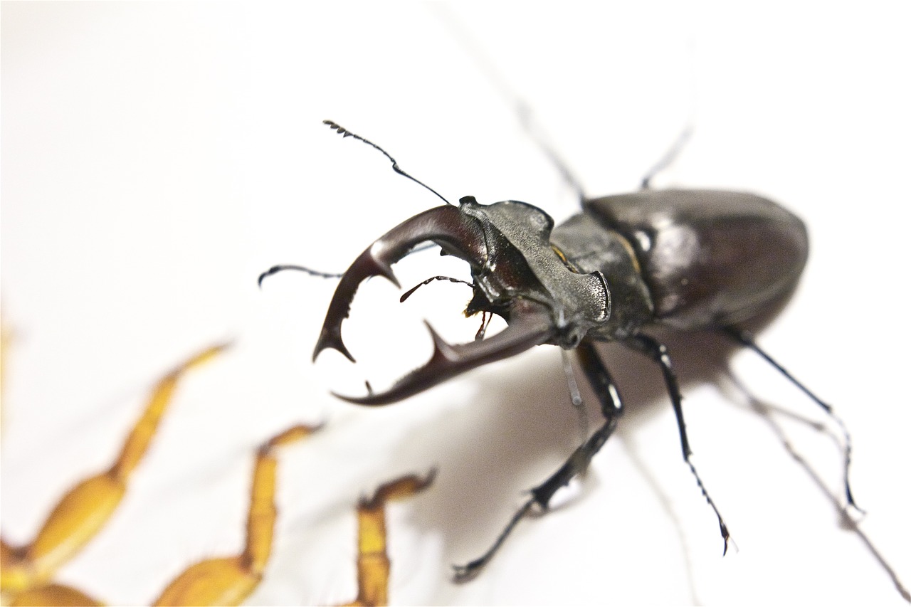 stag beetle kite insect free photo