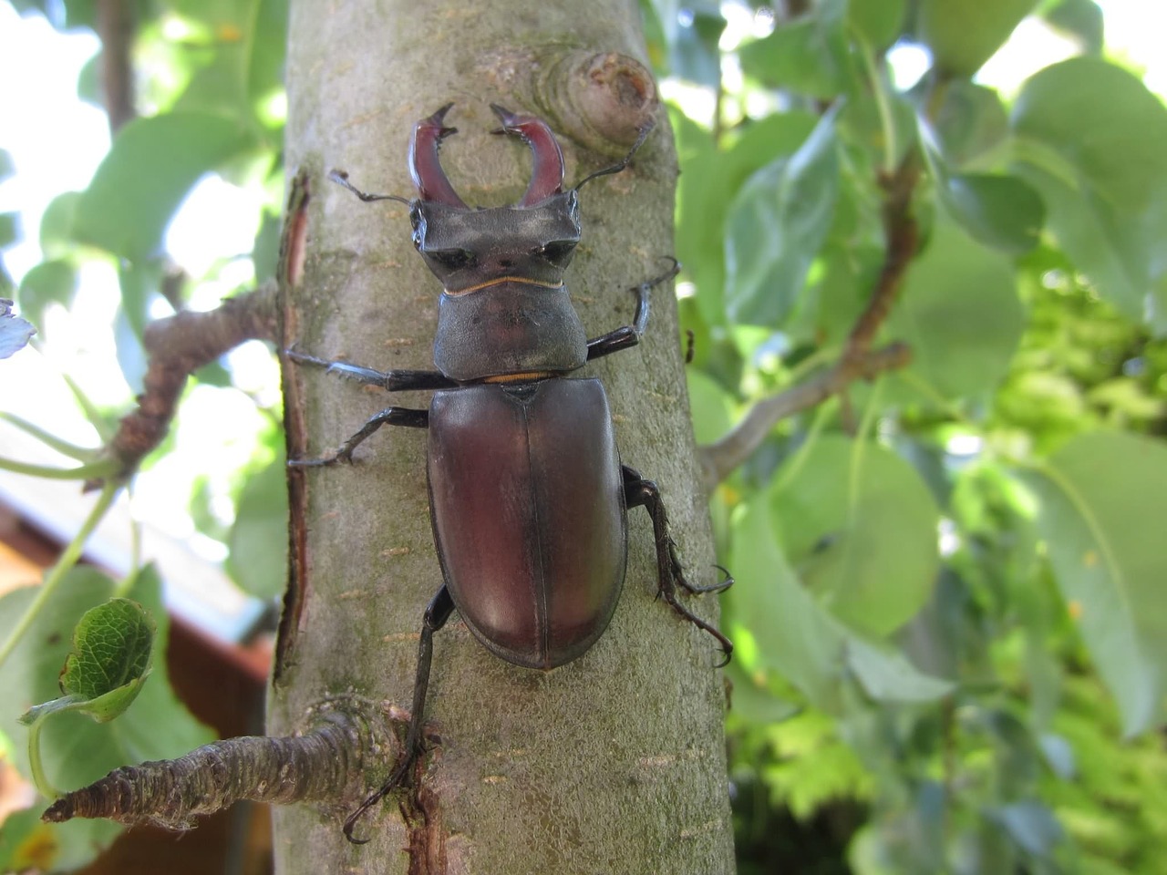 stag beetle tree pliers free photo