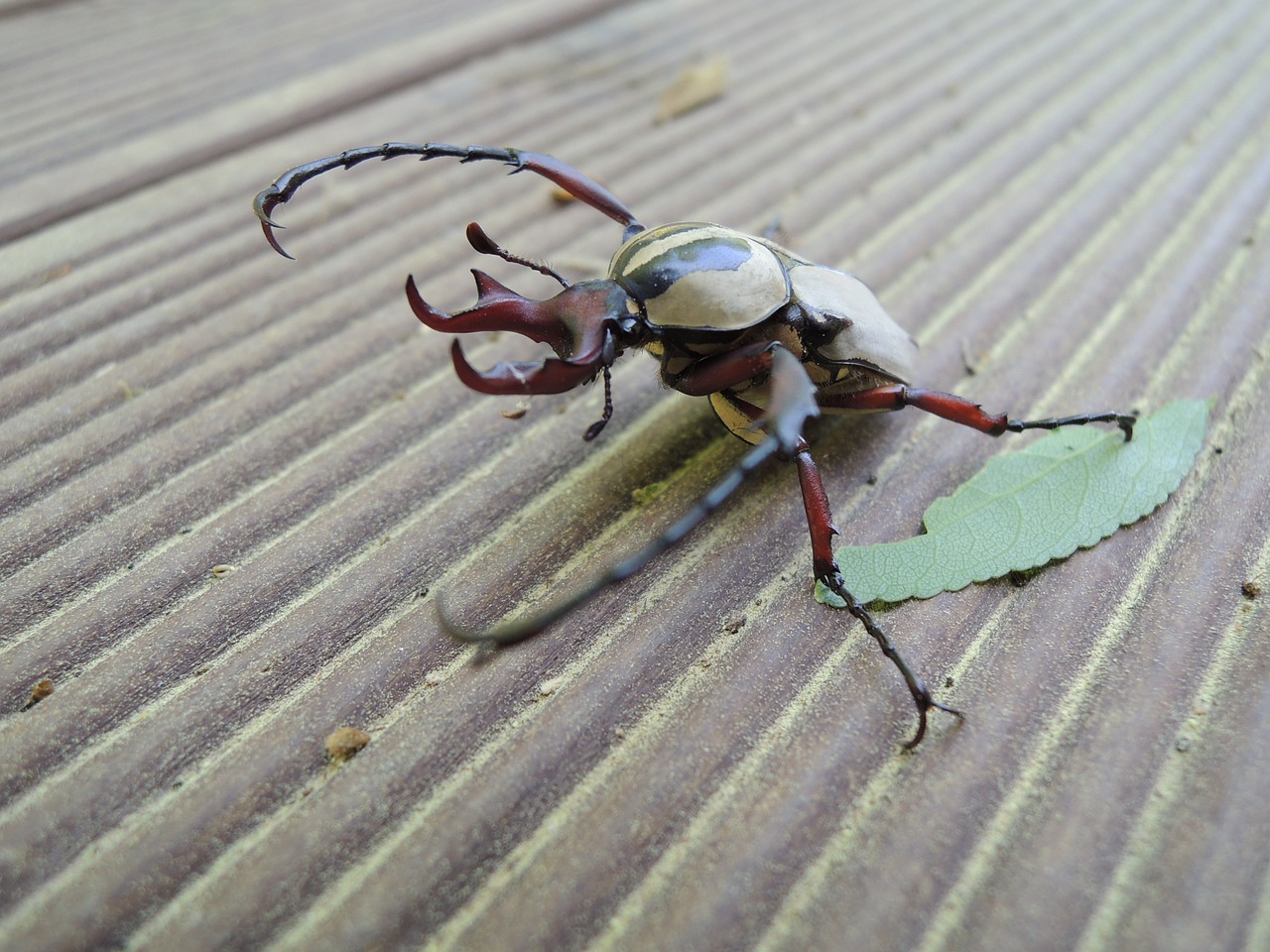 stag beetle scarab insects free photo