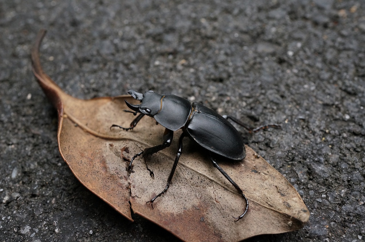 stag beetle natural quentin chong free photo