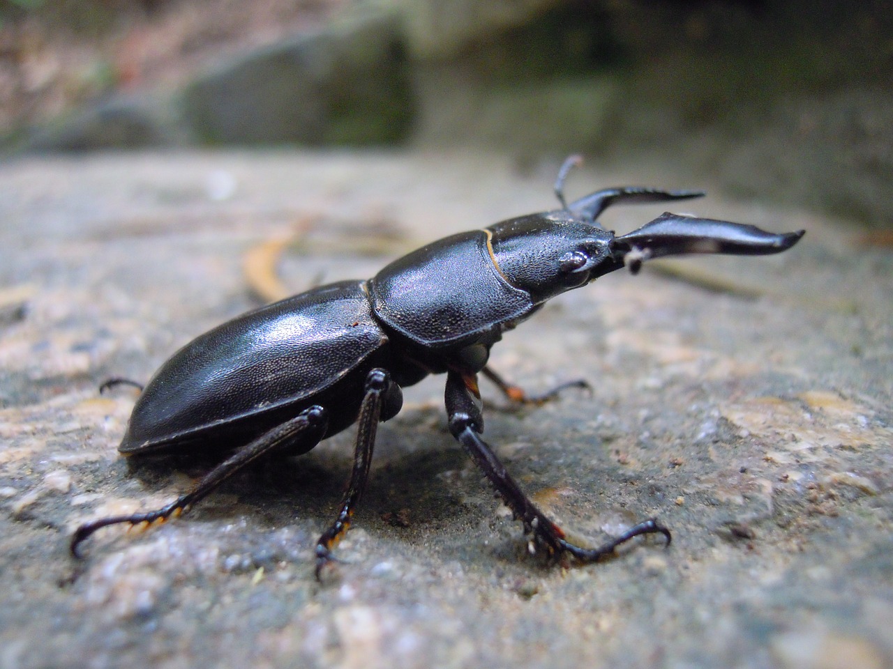stag beetle beetle war free photo