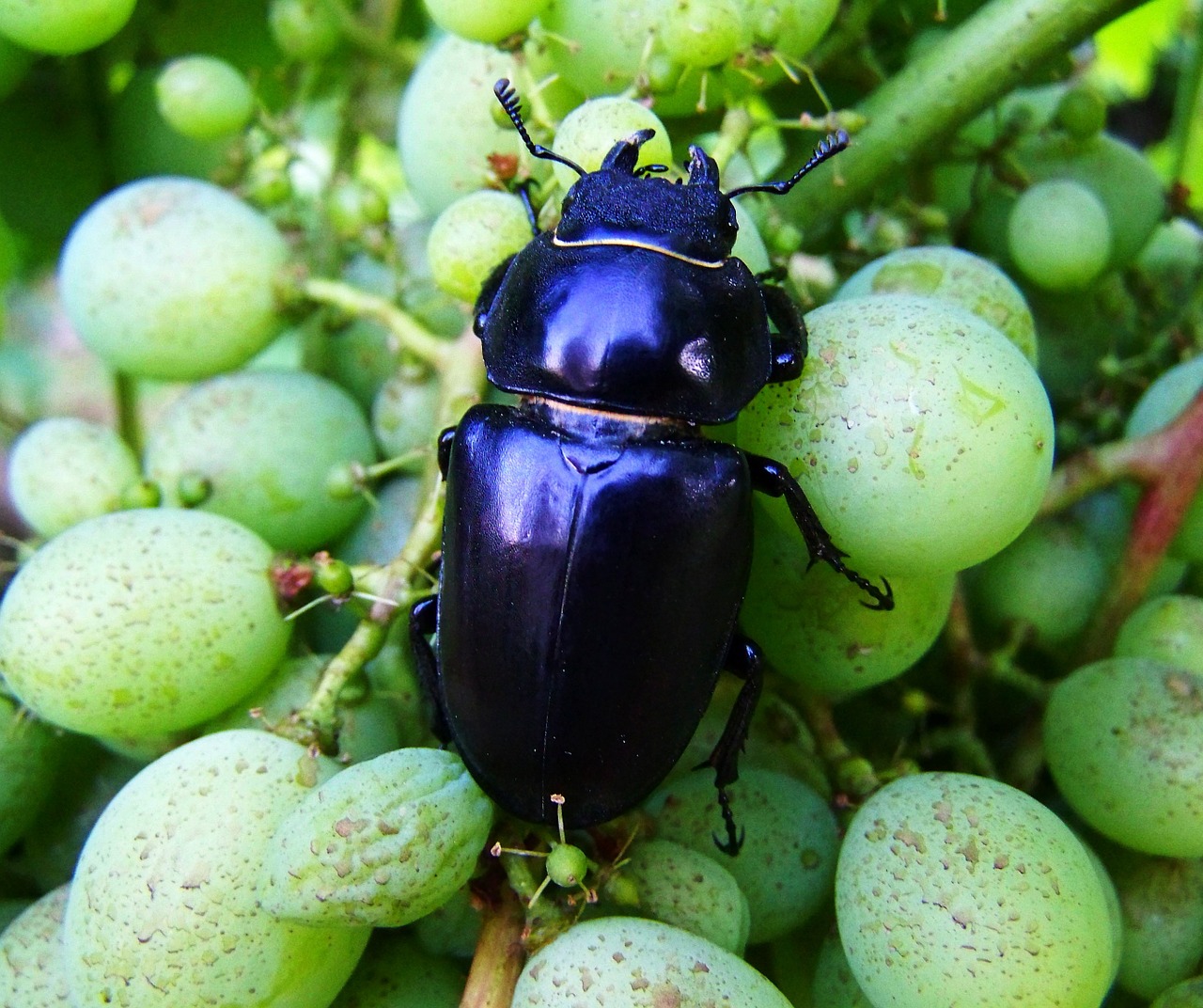 stag-beetle feminine insect free photo