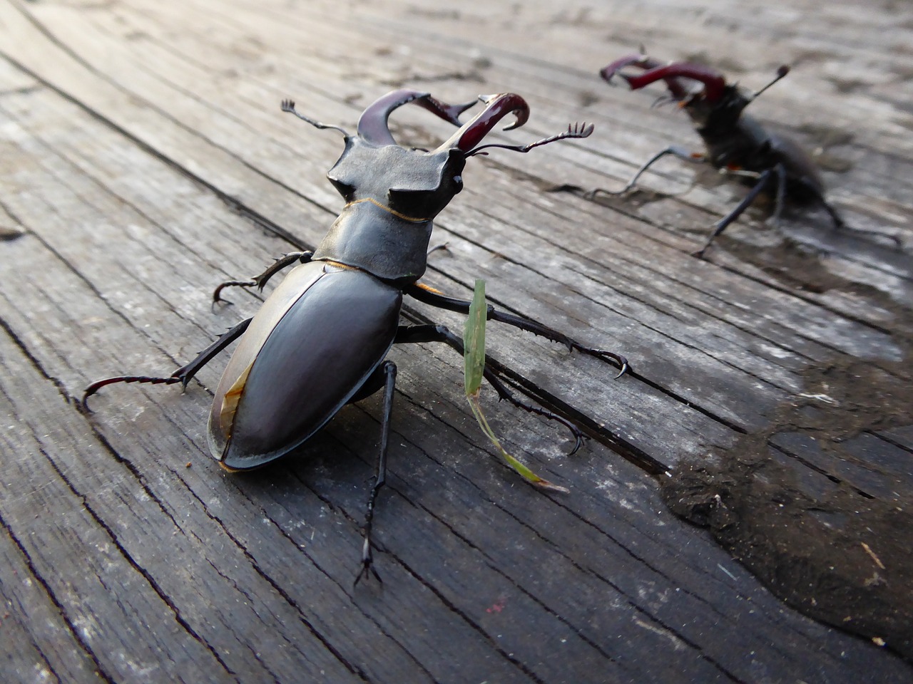 stag beetle fight insect free photo