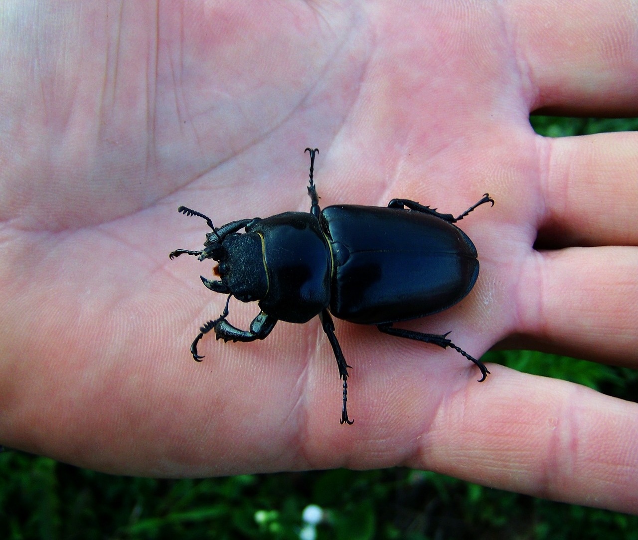 stag-beetle female insect free photo