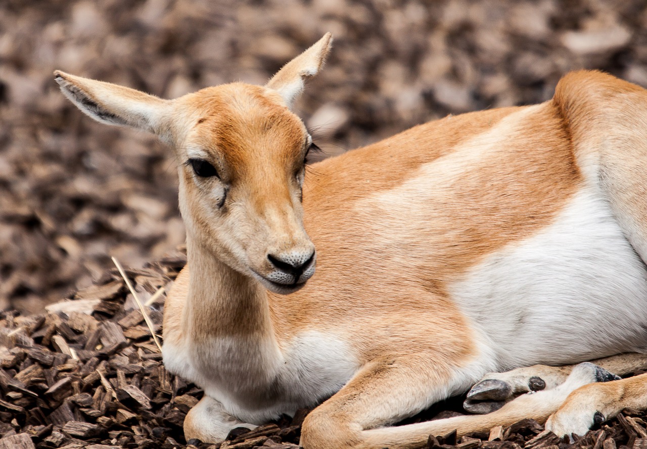 stag-goat-antelope  animal  mammal free photo