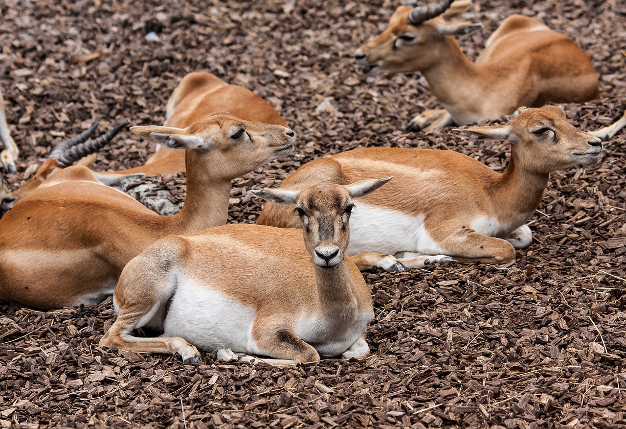 stag-goat-antelope  antelope  animal free photo