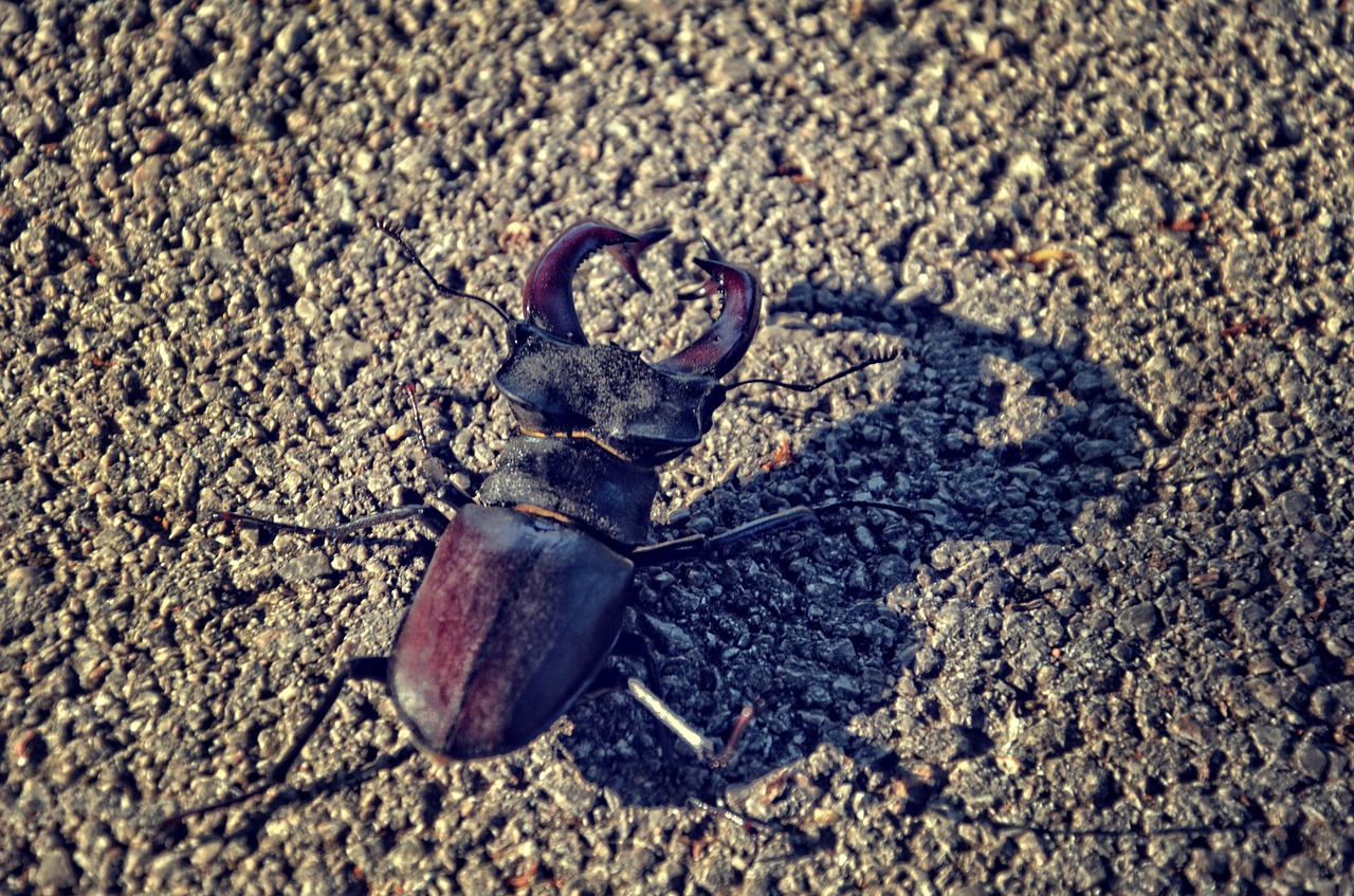 stagbeetle beetle insect free photo