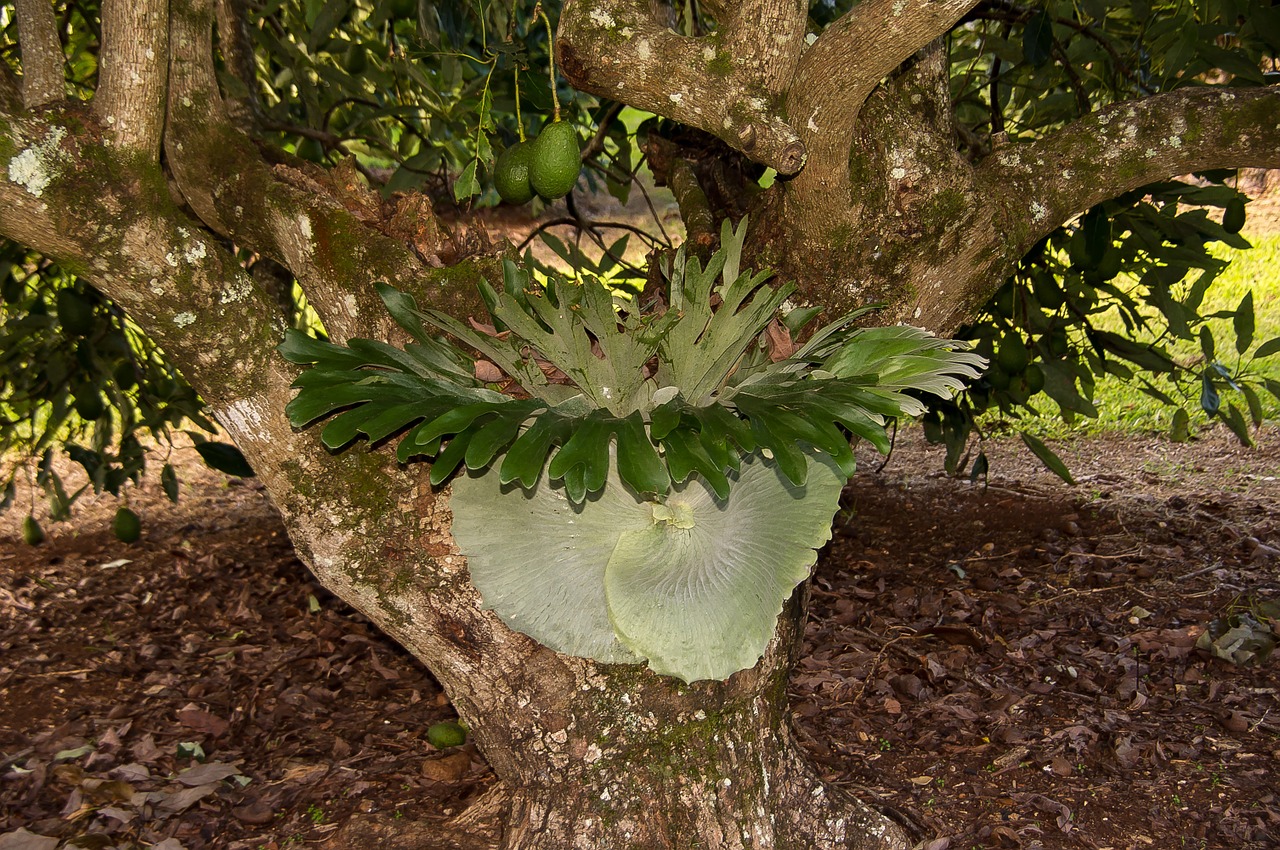 staghorn fern platycerium superbum fern free photo