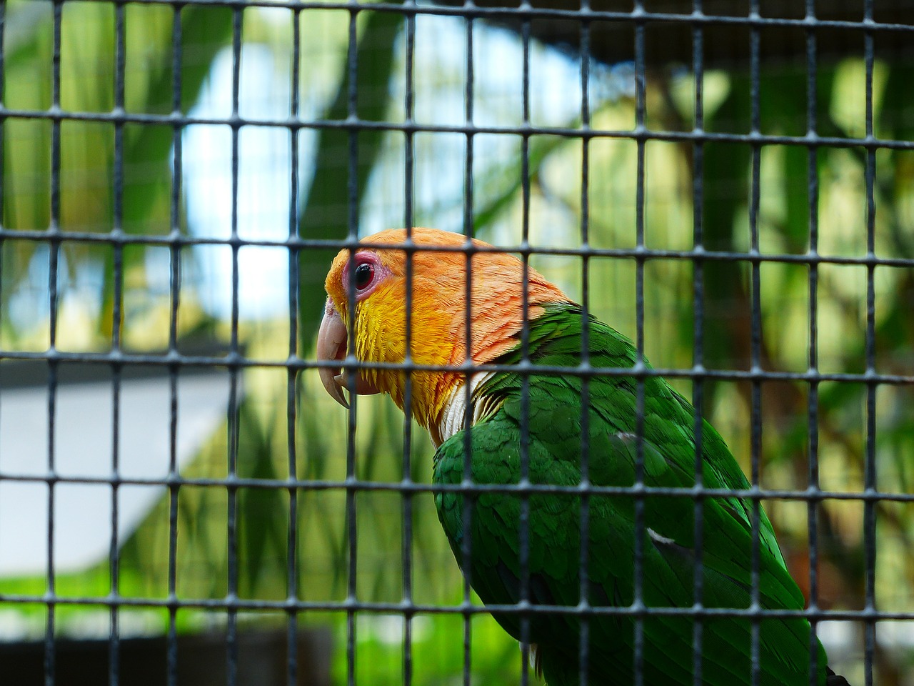 stainless cap parrot pionites leucogaster parrot free photo