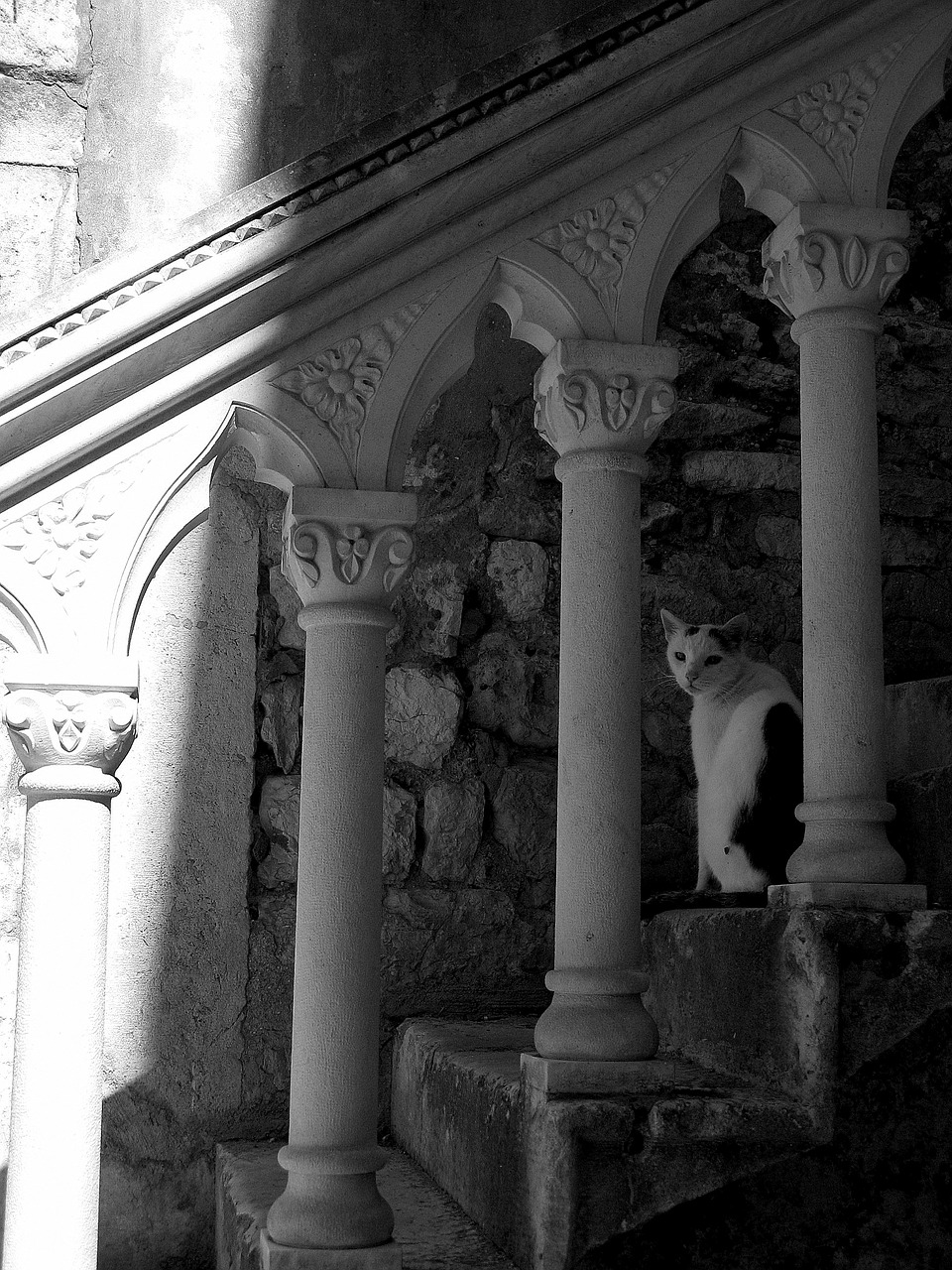 staircase cat shadow free photo