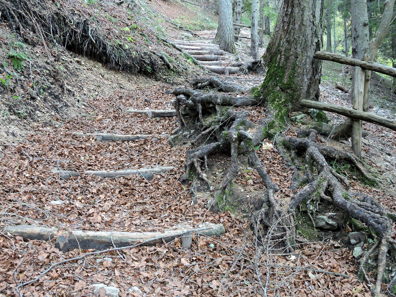 staircase forest roots free photo