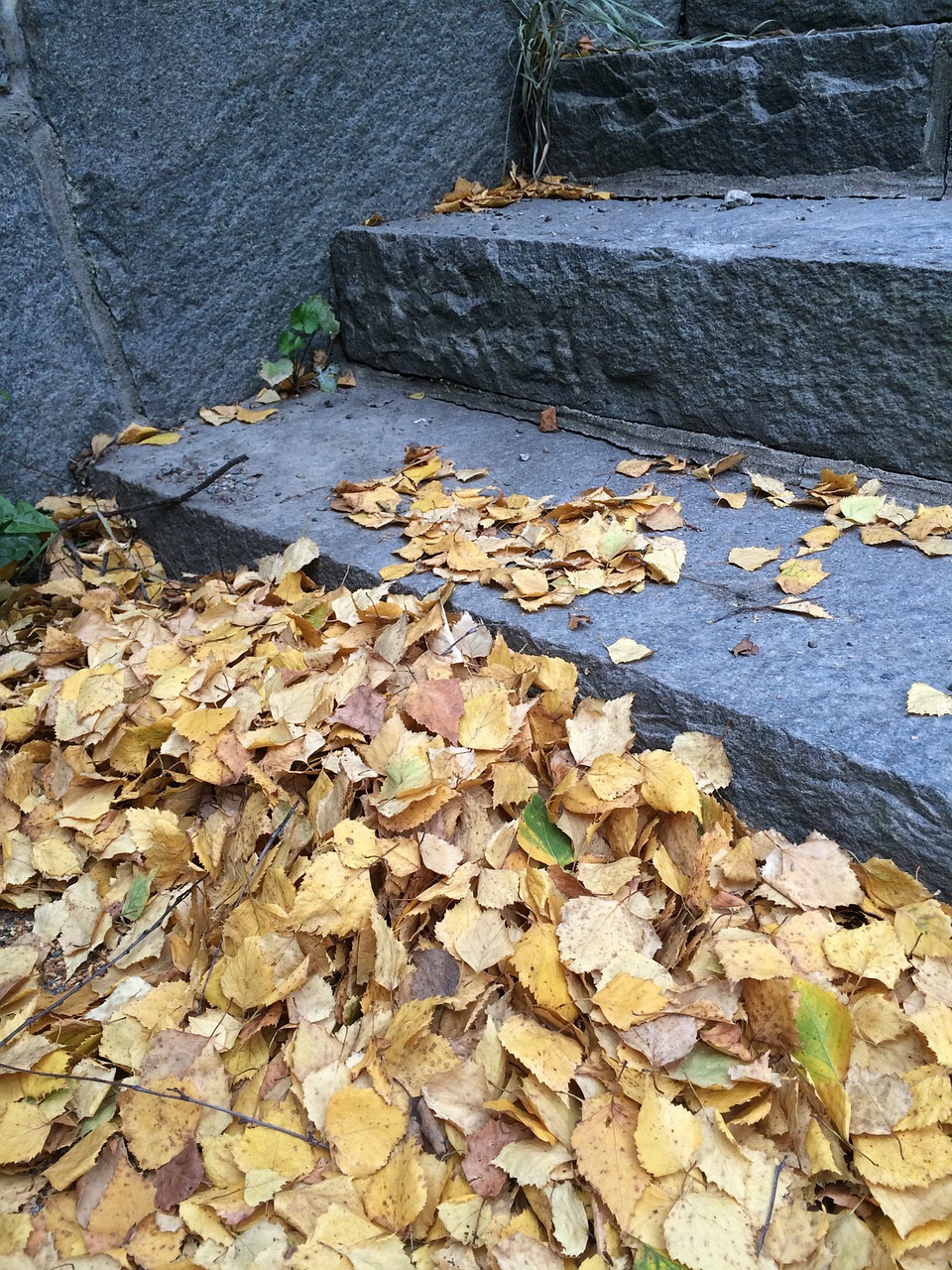 staircase leaf autumn free photo