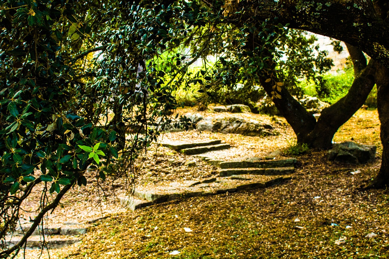 stairs forest trees free photo