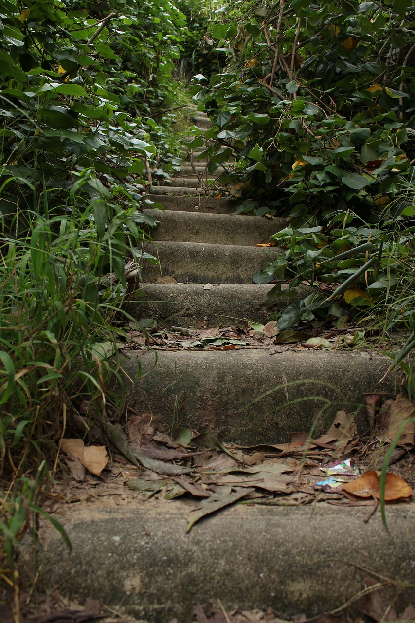 stairs wild life vegetation free photo