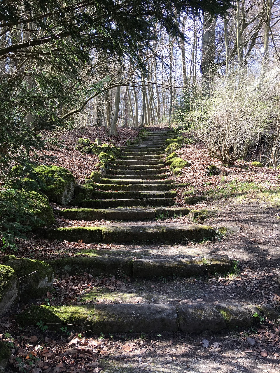 stairs forest gradually free photo