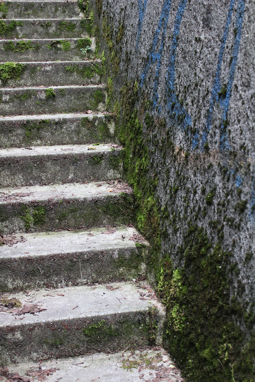 stairs concrete moss free photo