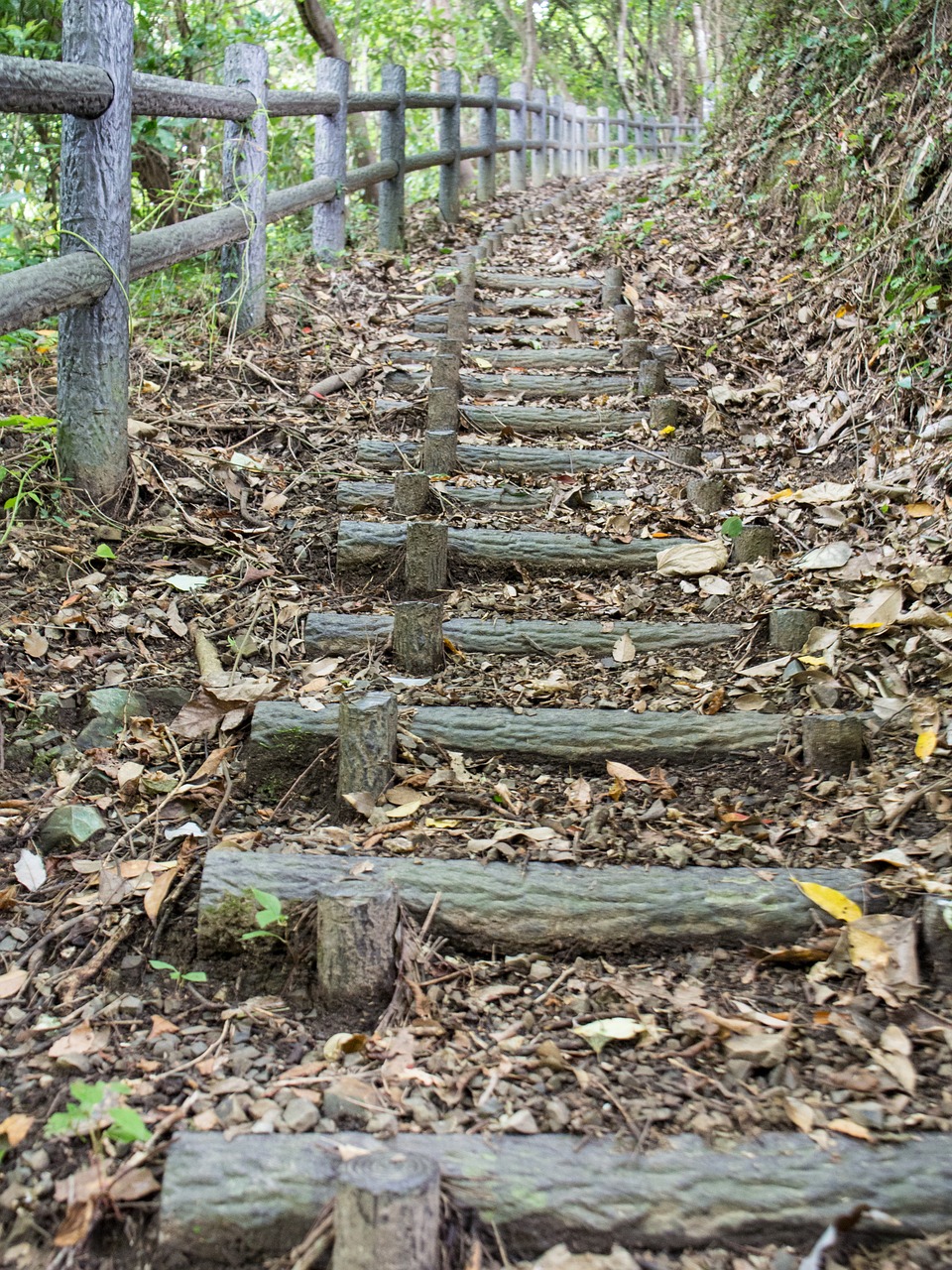 stairs  hiking  woods free photo