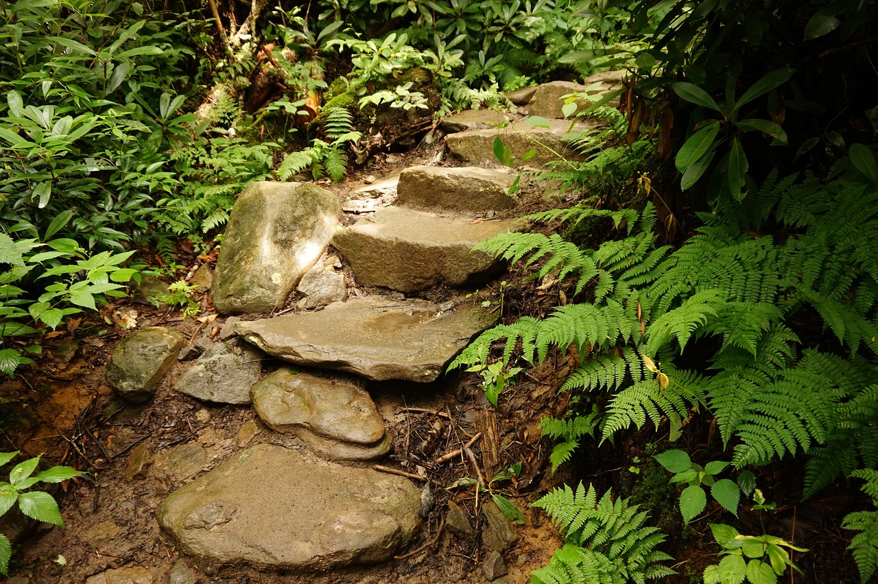 stairs  trail  forest free photo
